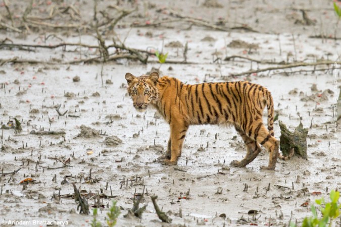 Plans are underway to build a coal-fired plant inside the Sundarbans mangrove forest, home to tigers like this cub. Tiger Cub | Sunderban Tiger Reserve by Arindam Bhattacharya. CC BY-NC-SA 2.0